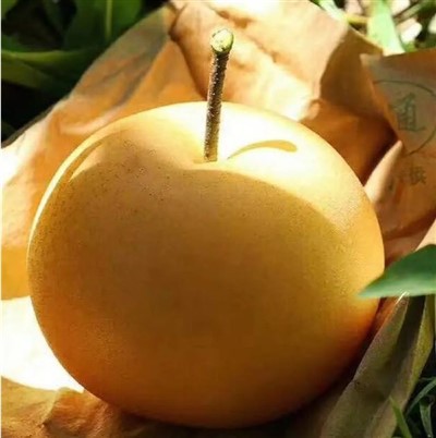 Okrągła gruszka cukrowa